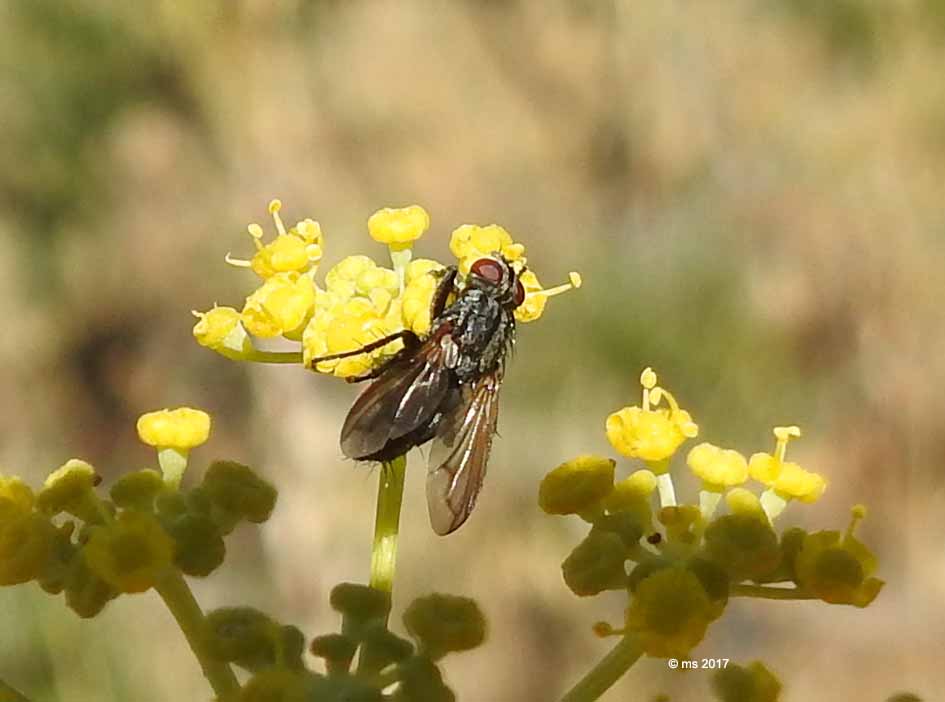 Rhinophoridae:  Stevenia cfr. deceptoria